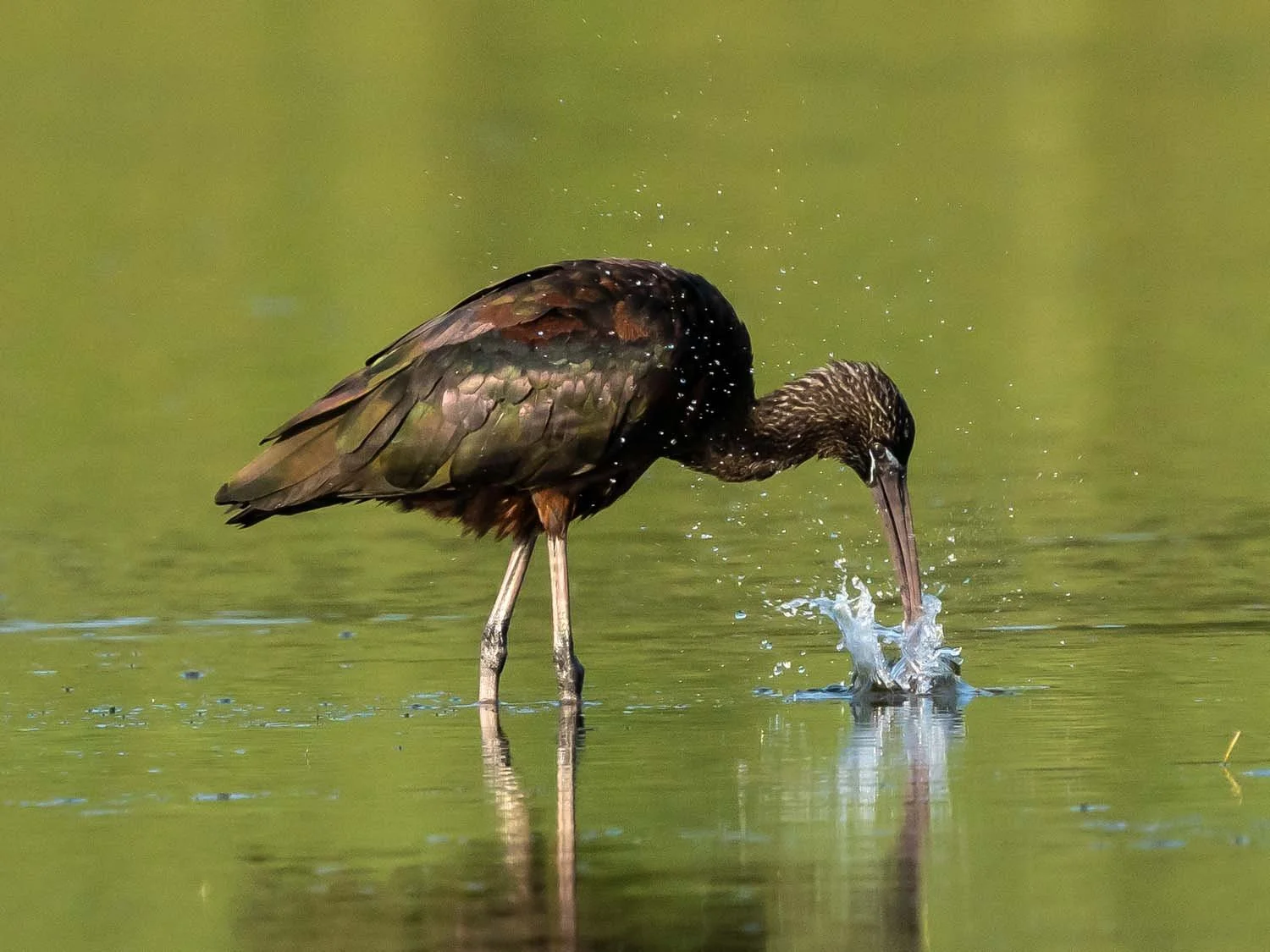 Glossy Ibises — Susan Kirby